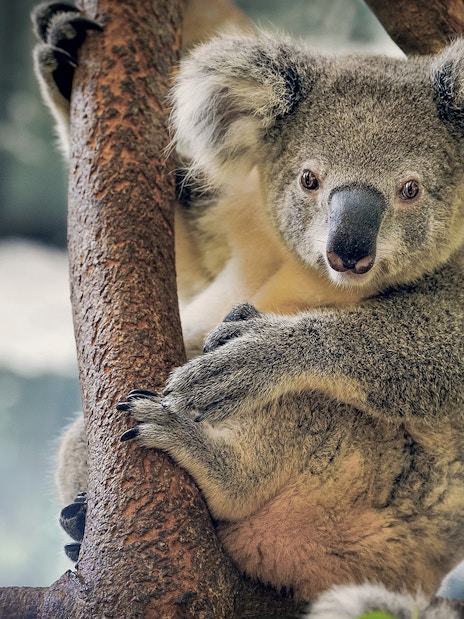 Koala resting in a tree at Maru Koala and Animal Park.