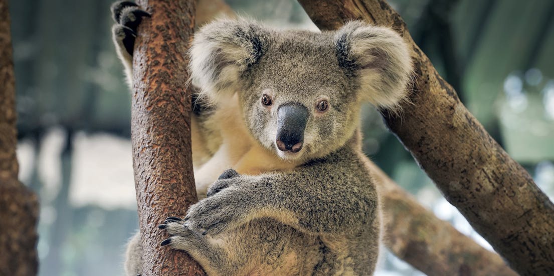 Maru Koala and Animal Park