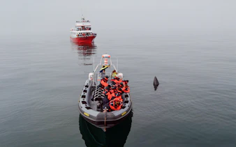 Aerial view of a boat near a whale fin during a premium whale watching tour.
