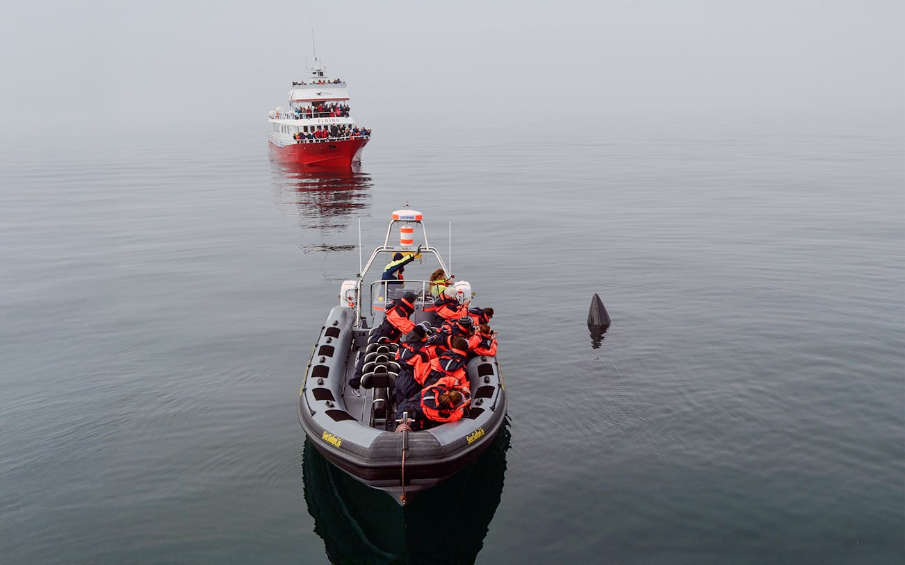 Aerial view of a boat near a whale fin during a premium whale watching tour.