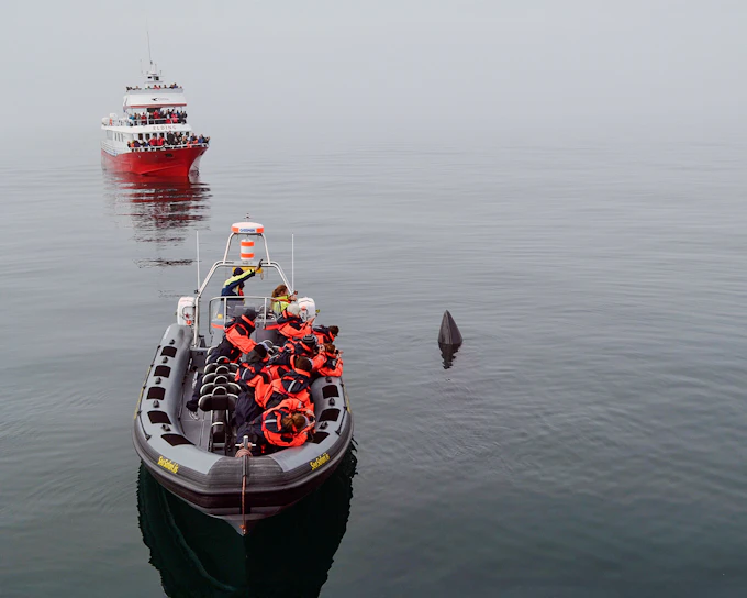 Reykjavik: 2-Hour Whale & Puffin Watching RIB Boat Tour