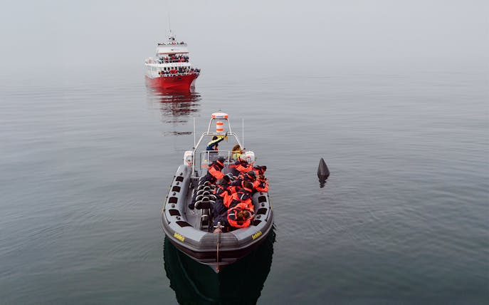 Aerial view of a boat near a whale fin during a premium whale watching tour.