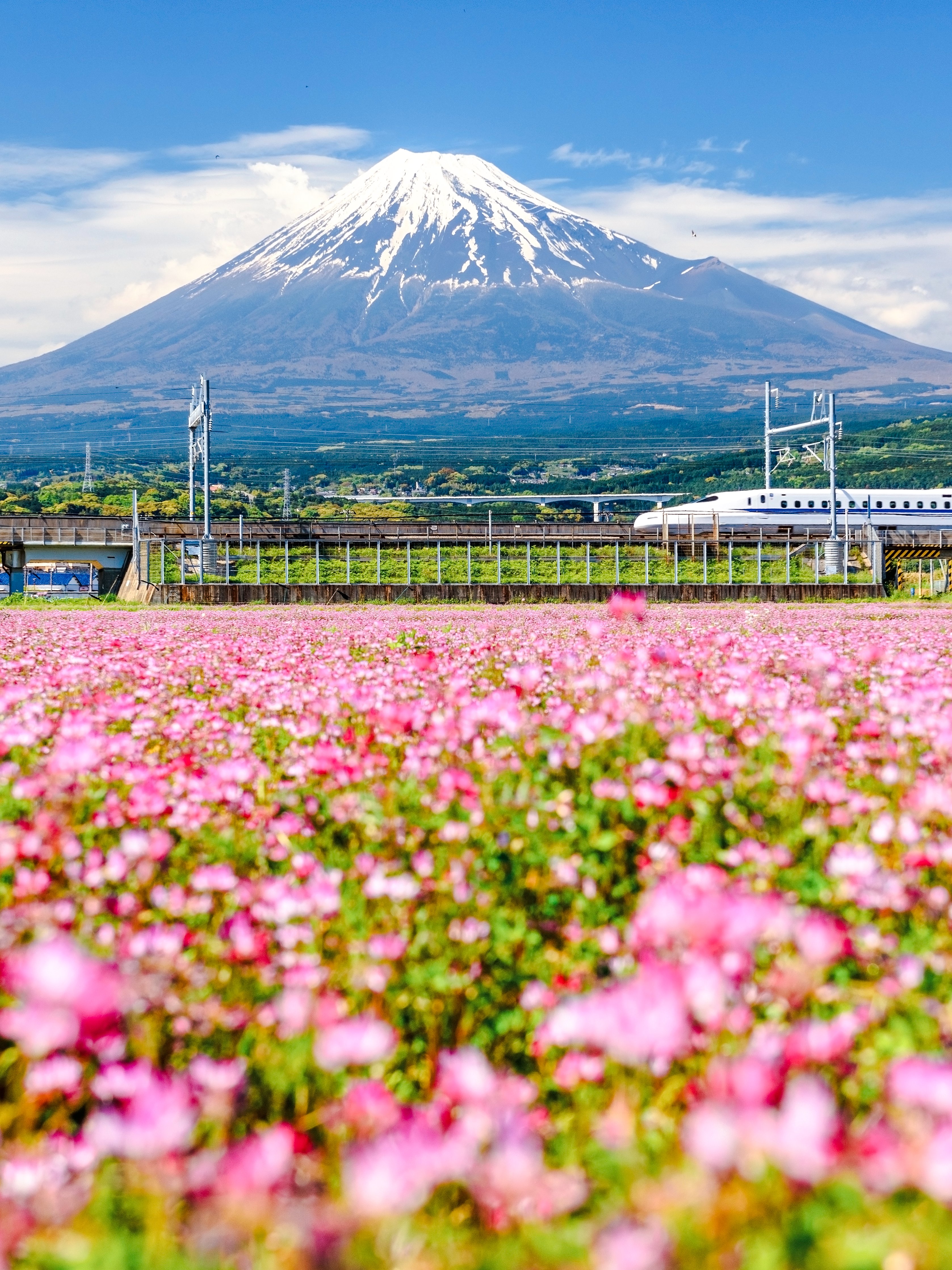 Shinkansen train passing Mt. Fuji with spring flowers in Japan.