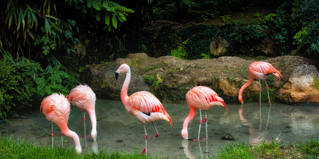 Parco Natura Viva