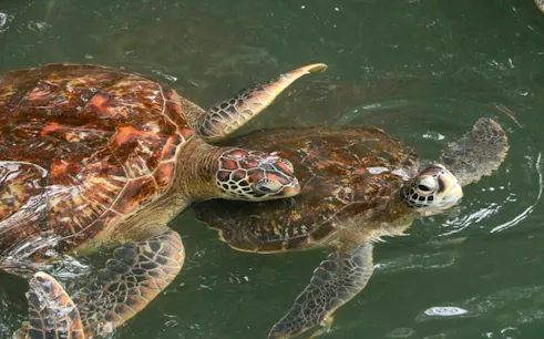 Sea turtles swimming at Nungwi Turtle Aquarium, Zanzibar.