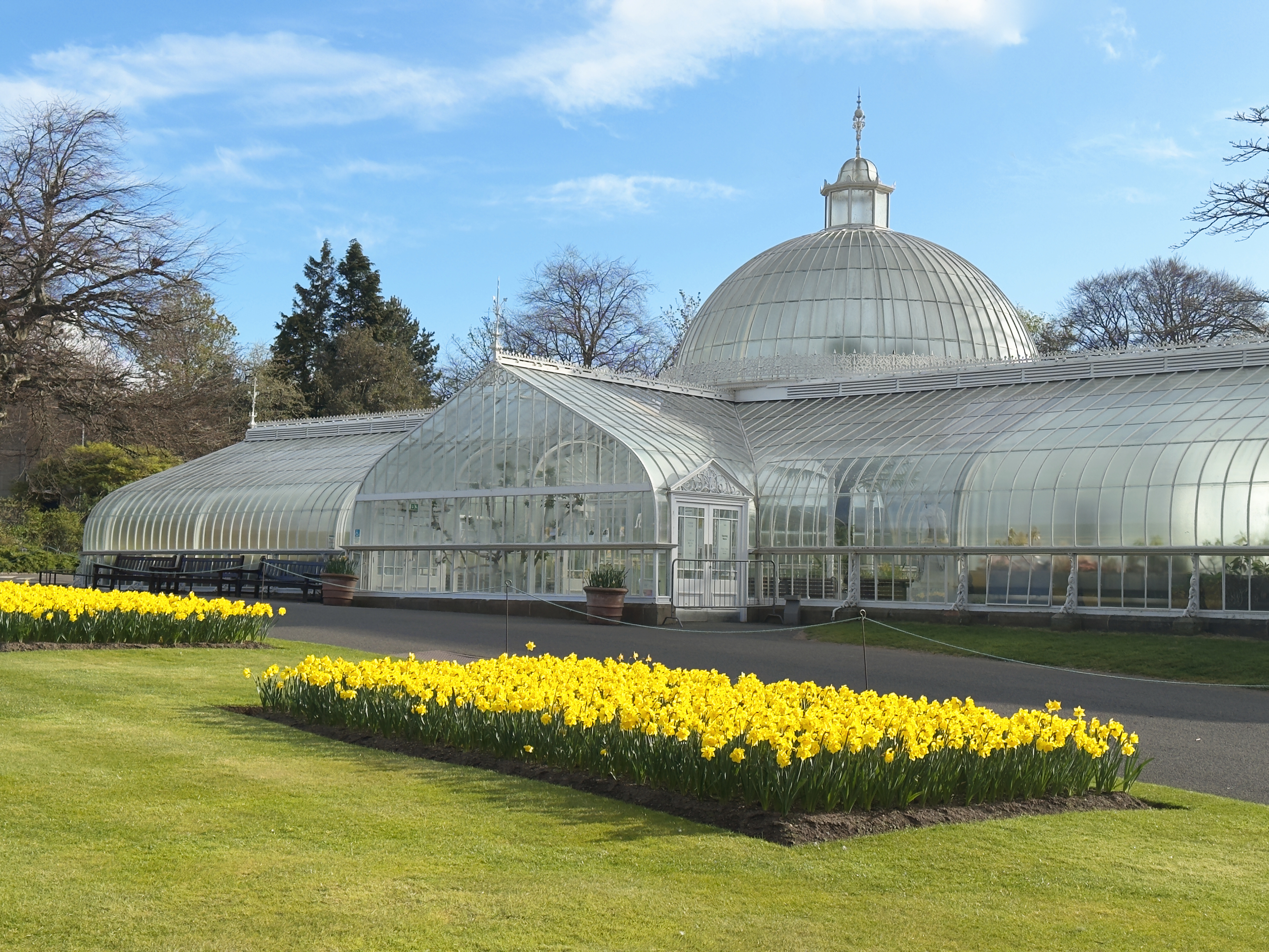 Daffodils blooming in Glasgow Botanic Gardens.
