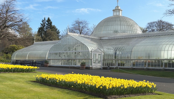 Daffodils blooming in Glasgow Botanic Gardens.