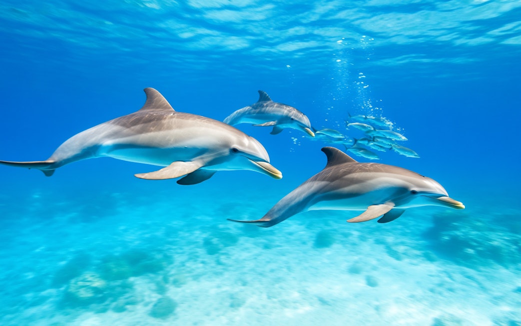 Dolphins swimming in clear waters at Dolphin House, Red Sea, Hurghada.