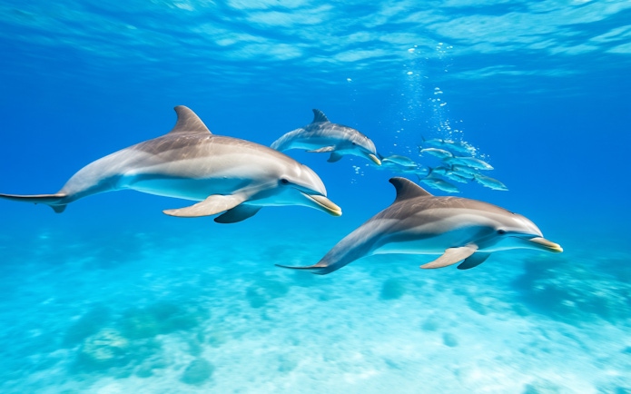 Dolphins swimming in clear waters at Dolphin House, Red Sea, Hurghada.
