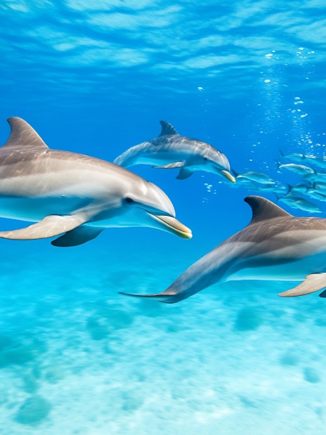 Dolphins swimming in clear waters at Dolphin House, Red Sea, Hurghada.
