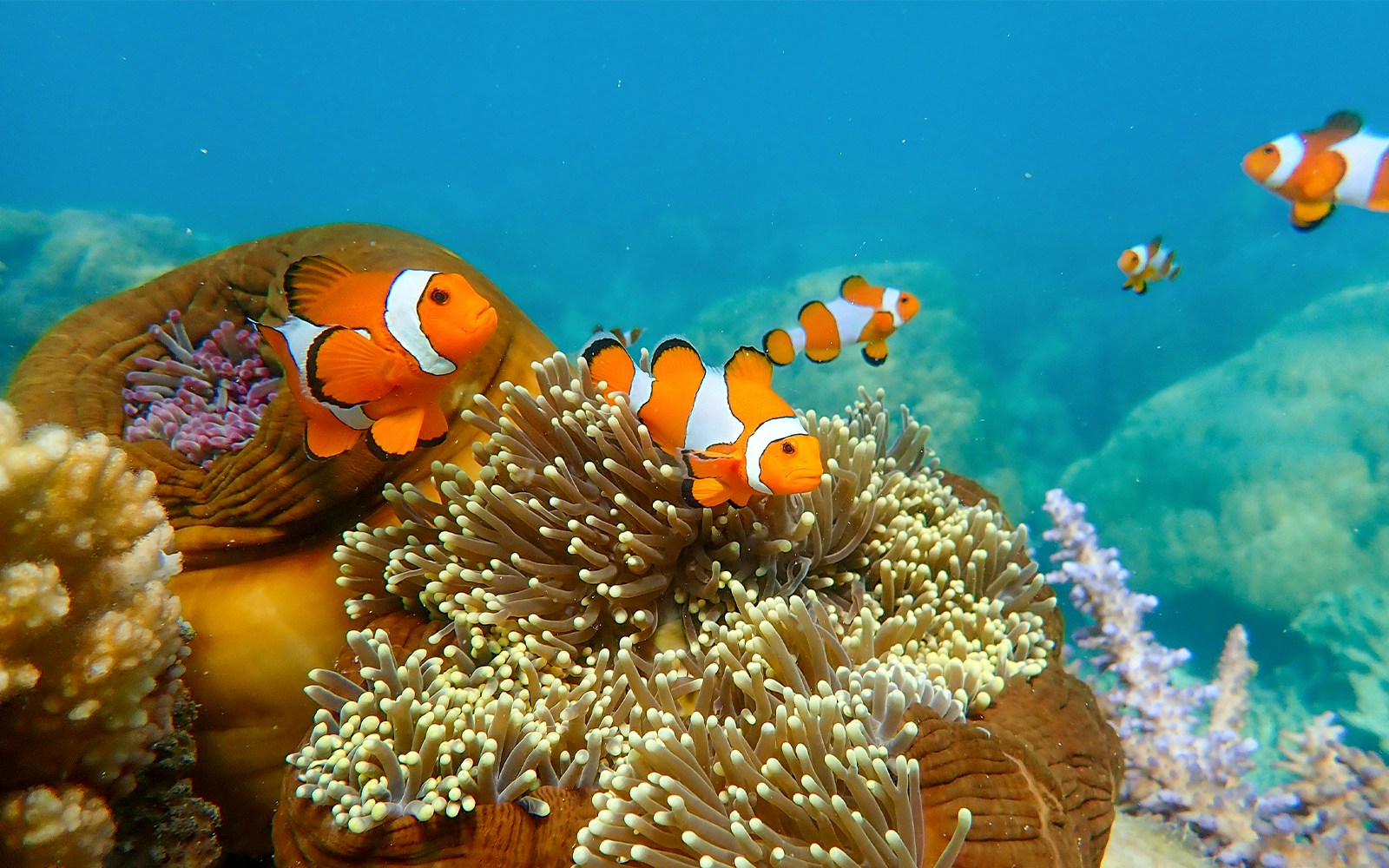 Clownfish swimming among sea anemones on a coral reef.
