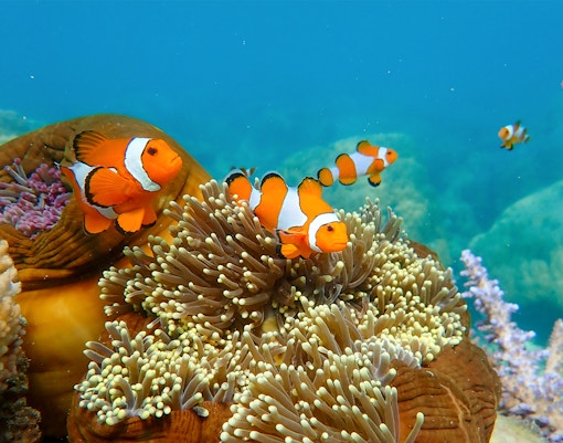 Clownfish and anemones