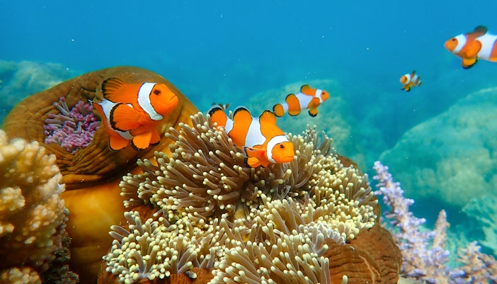 Clownfish swimming among sea anemones on a coral reef.