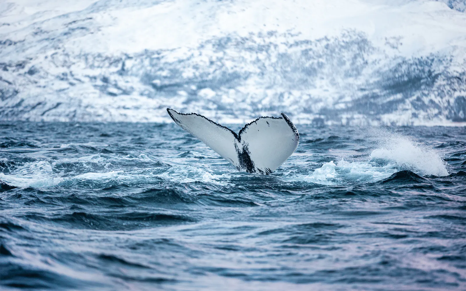 Whale's tail emerging from Arctic ocean during a whale watching cruise.
