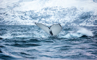 Whale's tail emerging from Arctic ocean during a whale watching cruise.