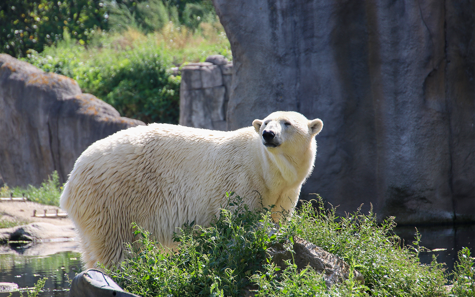 Polar bear in the Arctic exhibit at Rotterdam Zoo.
