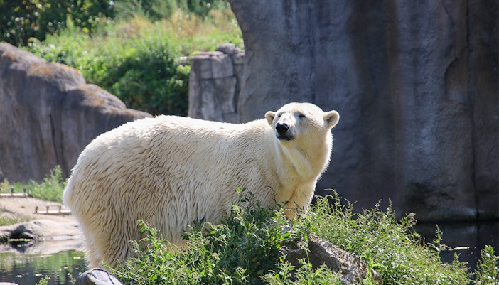 Polar bear in the Arctic exhibit at Rotterdam Zoo.