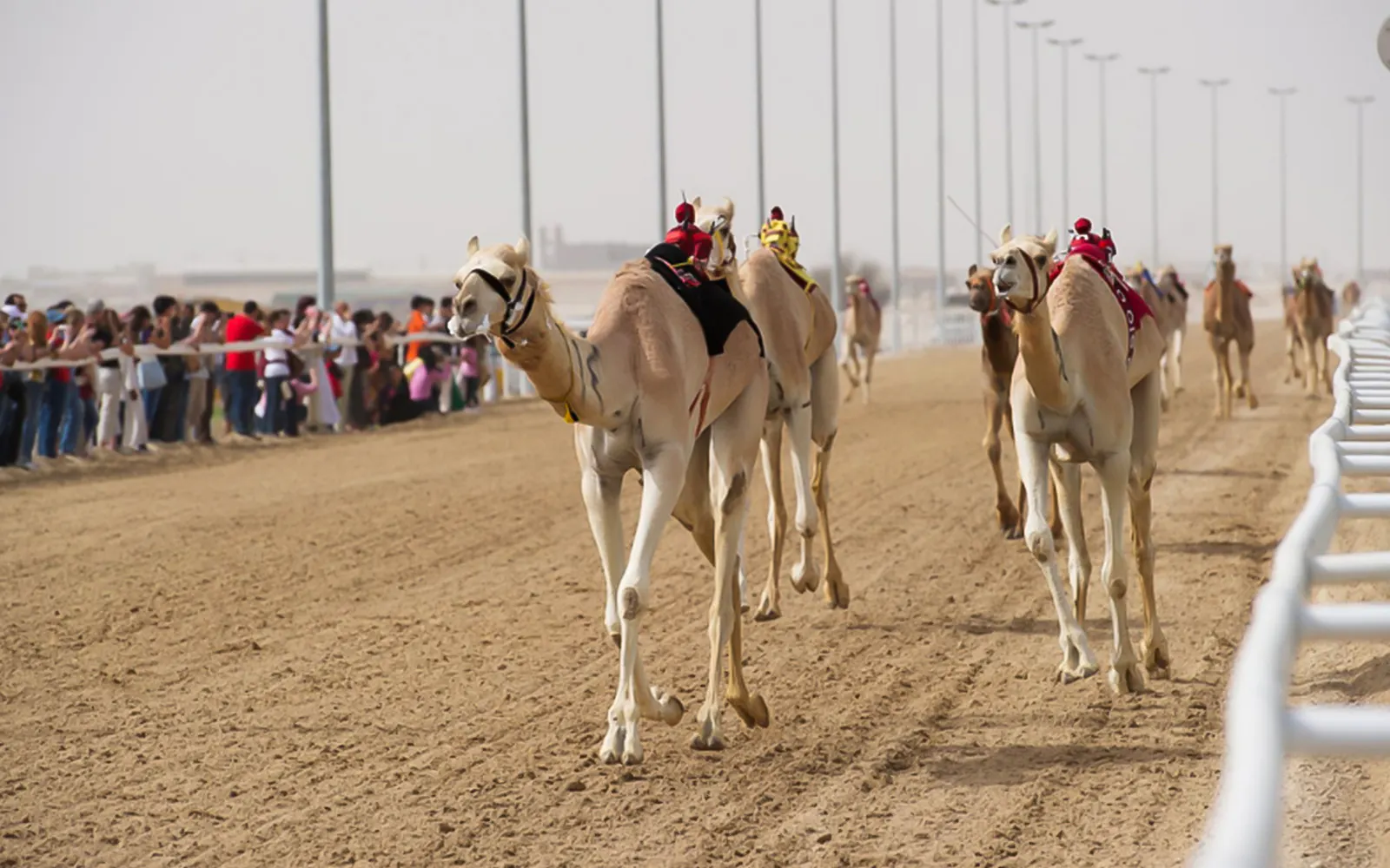 Camel race in Doha desert with spectators watching from the sidelines.