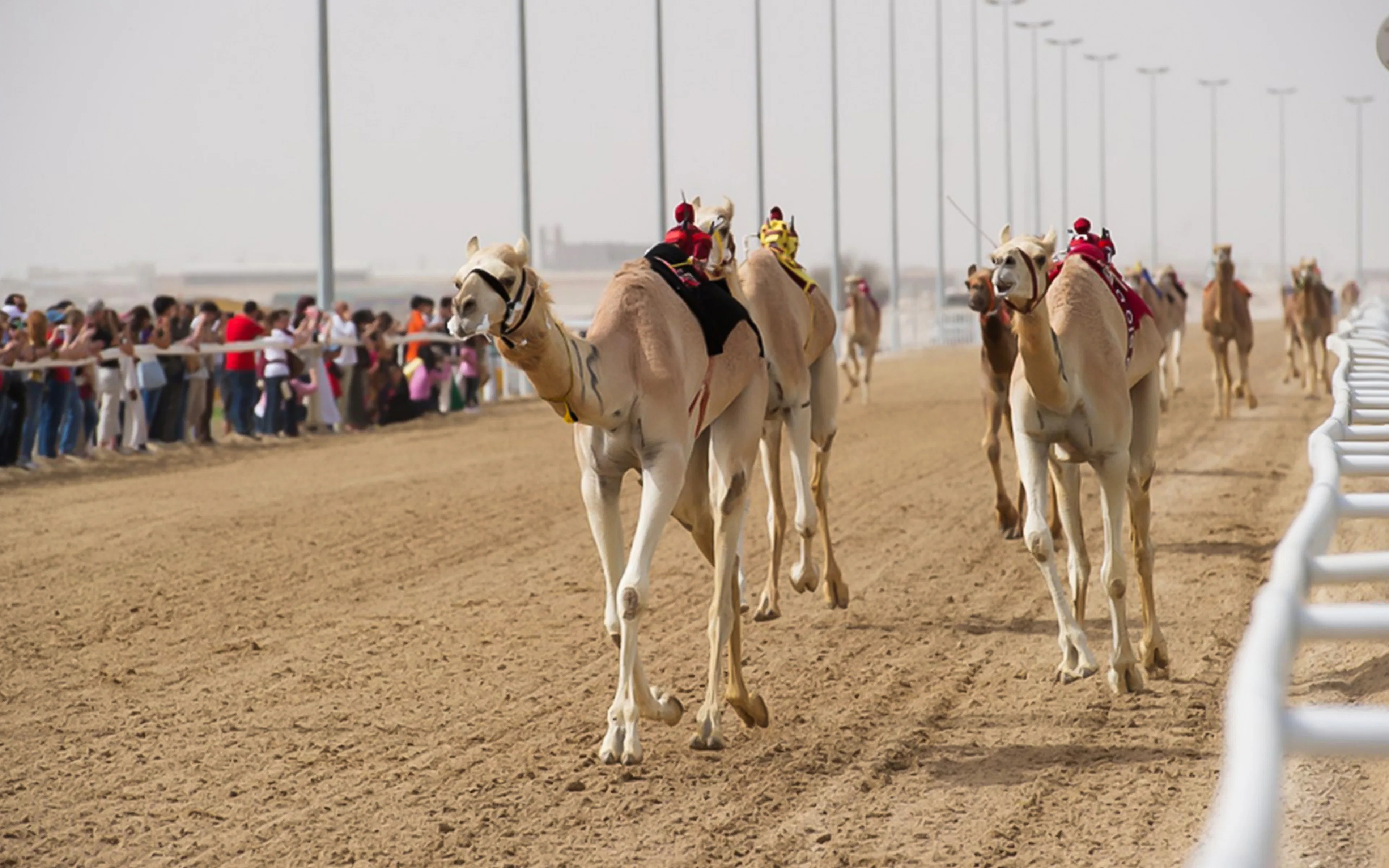Camel race in Doha desert with spectators watching from the sidelines.