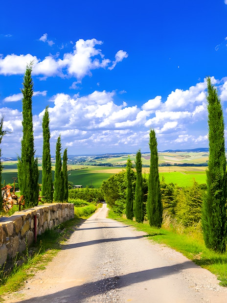 Cypress-lined road through Tuscan countryside with rolling hills.