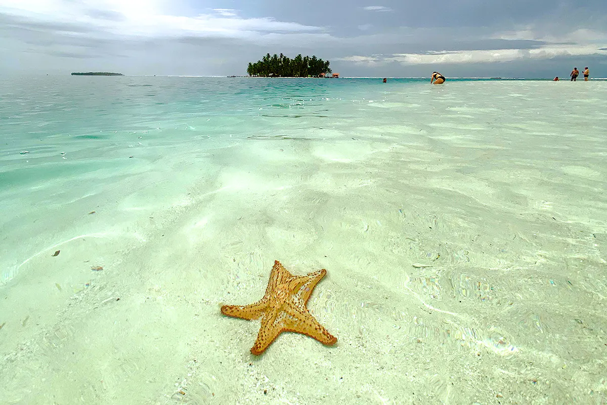 Starfish on clear water beach with distant island, Tours Islas de San Blas, Panama City.