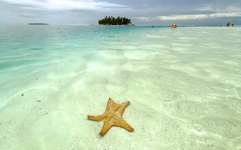 Starfish on clear water beach with distant island, Tours Islas de San Blas, Panama City.