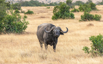 Cape buffalo standing in grassland, Ol Pejeta Conservancy, Nairobi, Kenya.