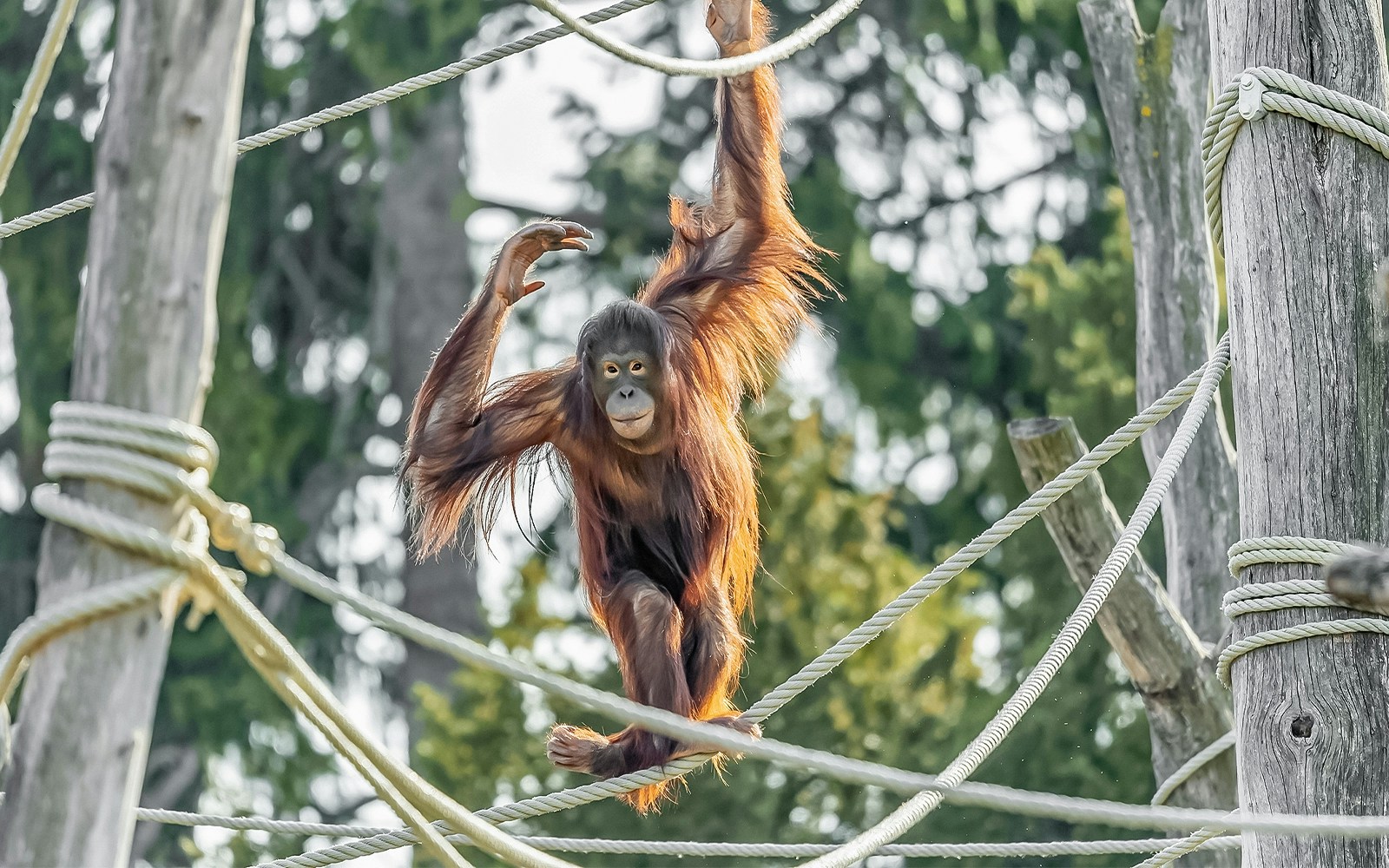 Orangutan swinging on ropes at Schonbrunn Zoo, Vienna.