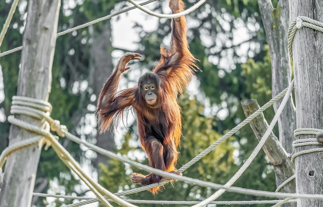 Orangutan at Schonbrunn zoo