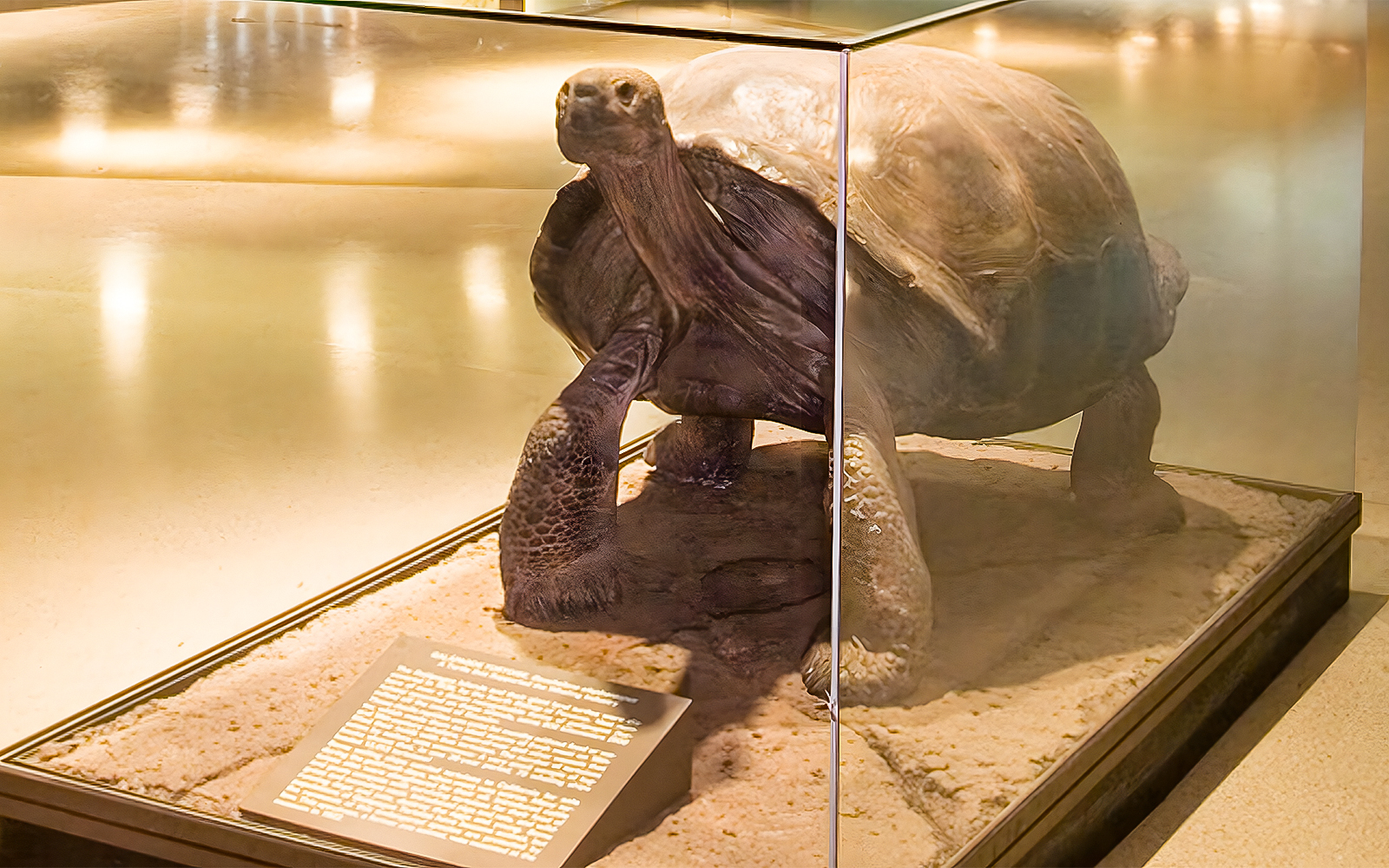 Galápagos Giant Tortoise in Hall of Reptiles and Amphibians exhibit.