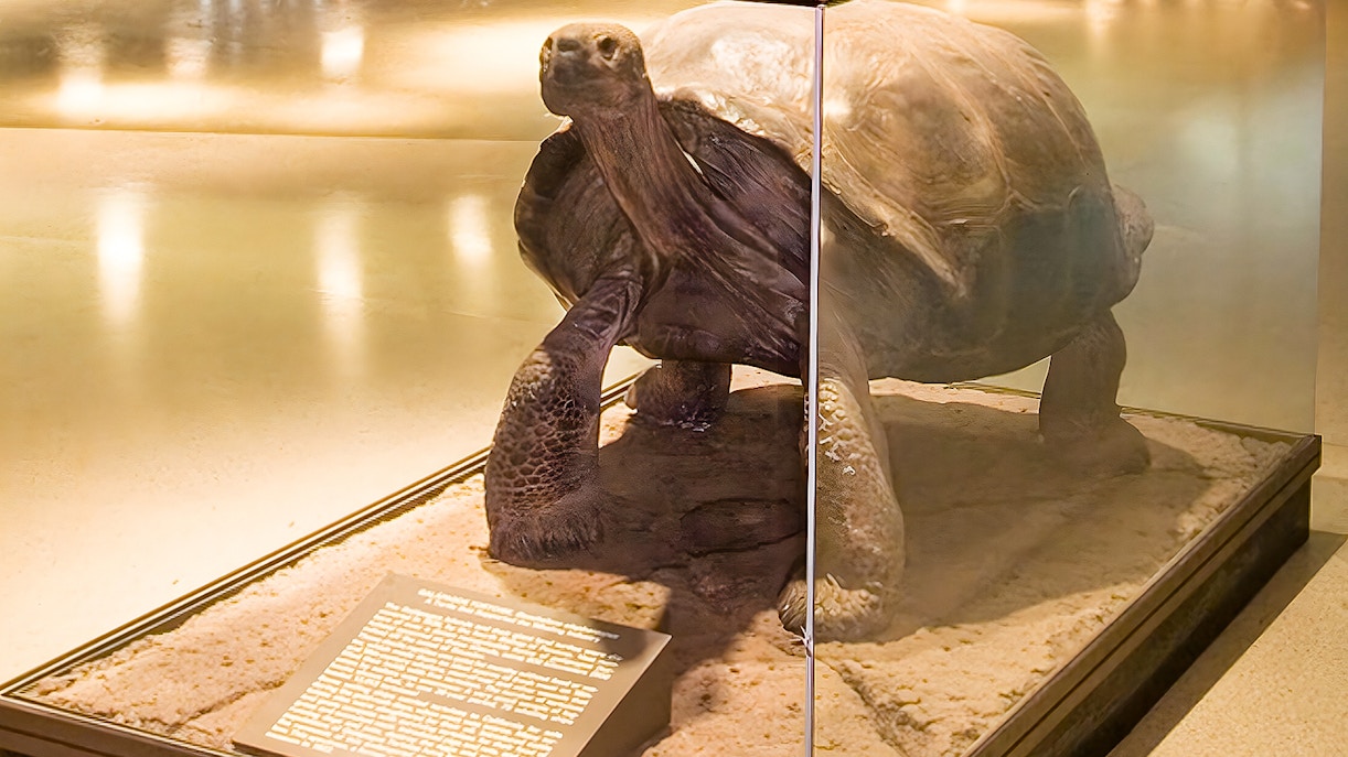 Galápagos Giant Tortoise in Hall of Reptiles and Amphibians exhibit.