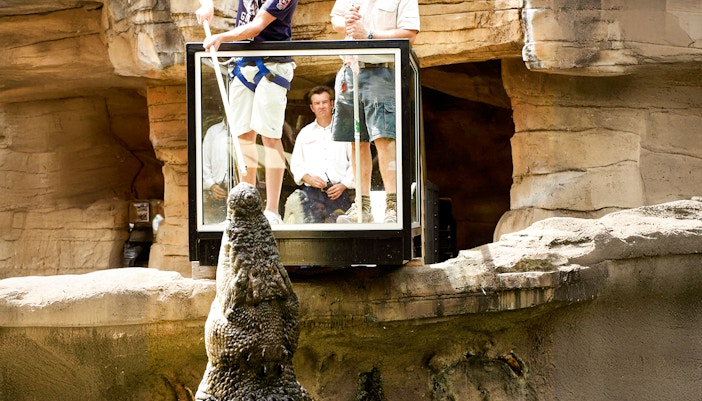 Crocodile feeding at Dreamworld, Gold Coast, with a guide holding food above the water.