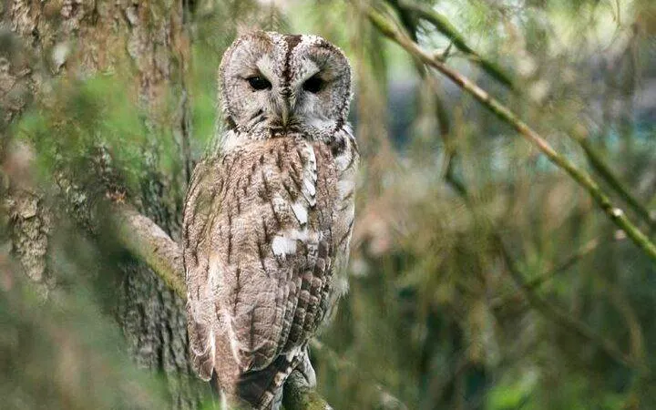 Owl perched on a branch at Ranua Zoo, Rovaniemi.