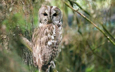 Owl perched on a branch at Ranua Zoo, Rovaniemi.