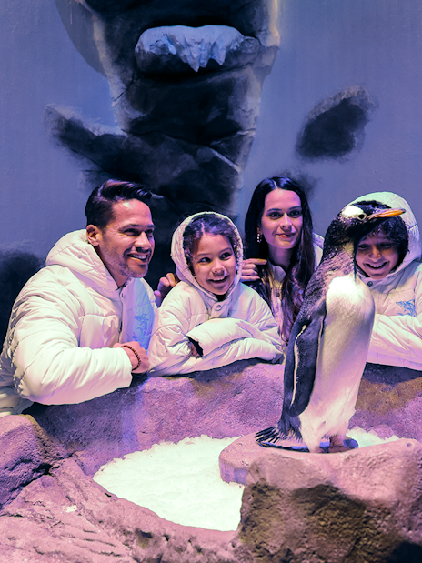 Family observing a penguin at Dubai Aquarium exhibit.