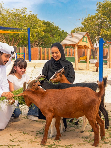 Family feeding goats at Dubai Safari Park.
