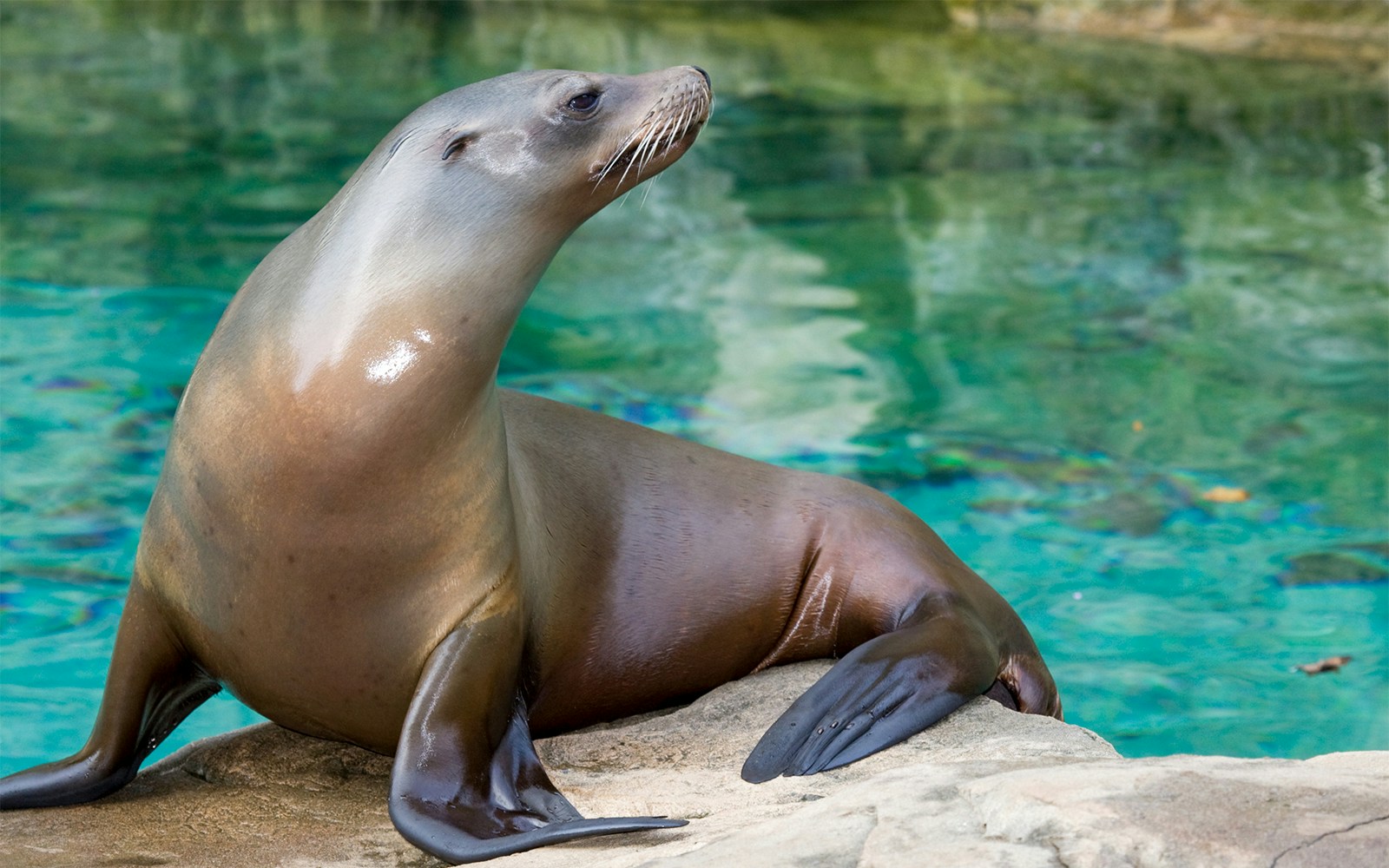 Georgia Aquarium