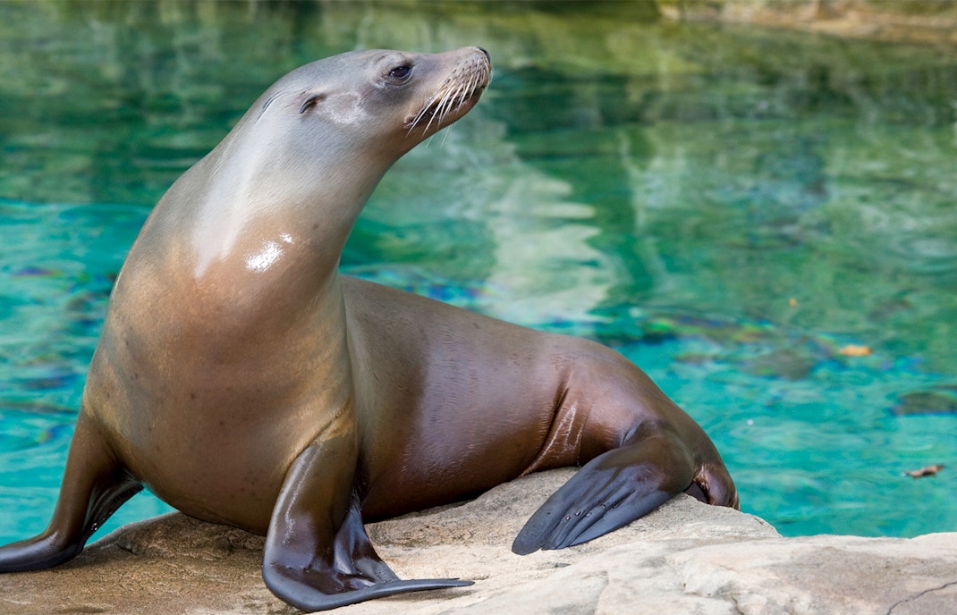 Georgia Aquarium Sea Lions