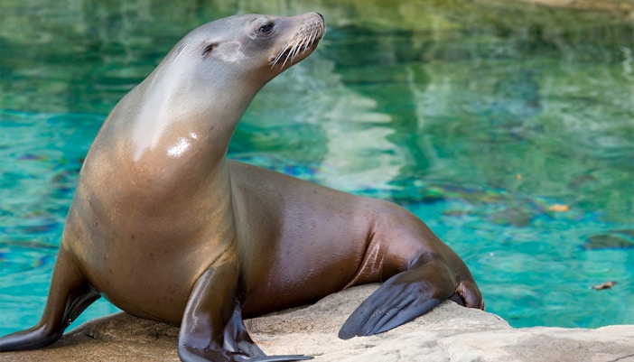 Sea lions performing at Pier 225 in Georgia Aquarium, Atlanta.