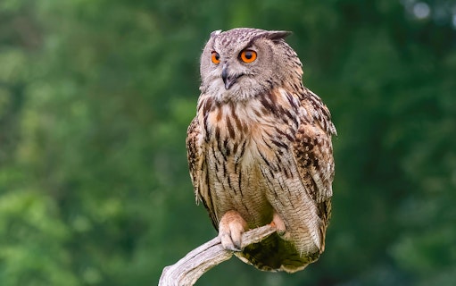 Eurasian Eagle Owl perched on a branch at Zoo Rome.