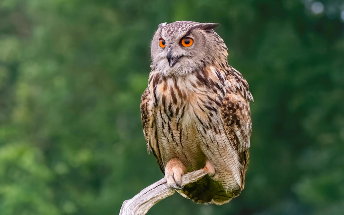Eurasian Eagle Owl perched on a branch at Zoo Rome.