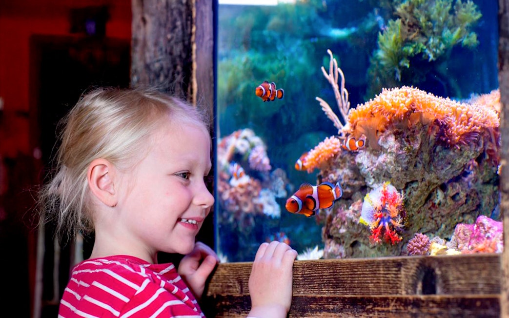 Girl observing clownfish and corals in aquarium at Sea Life Oberhausen.