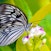 Kuala Lumpur Butterfly Park