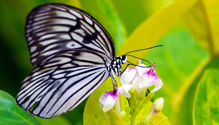 Niagara Parks Butterfly Conservatory