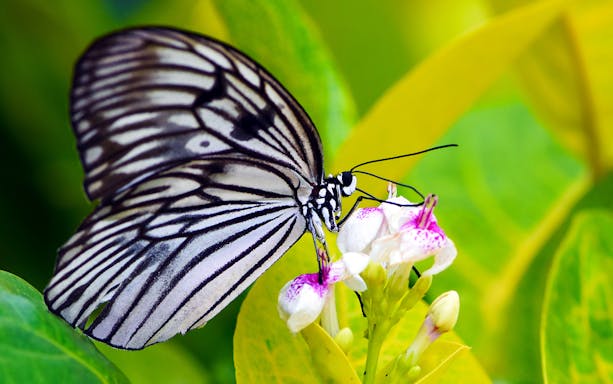 Butterfly on a flower at Bali Butterfly Park, Tabanan.