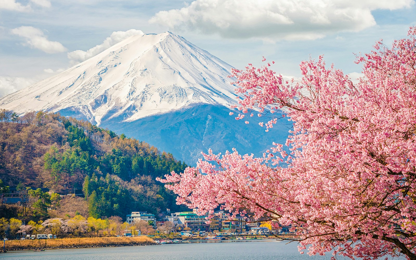 Japan cherry blossom 2021