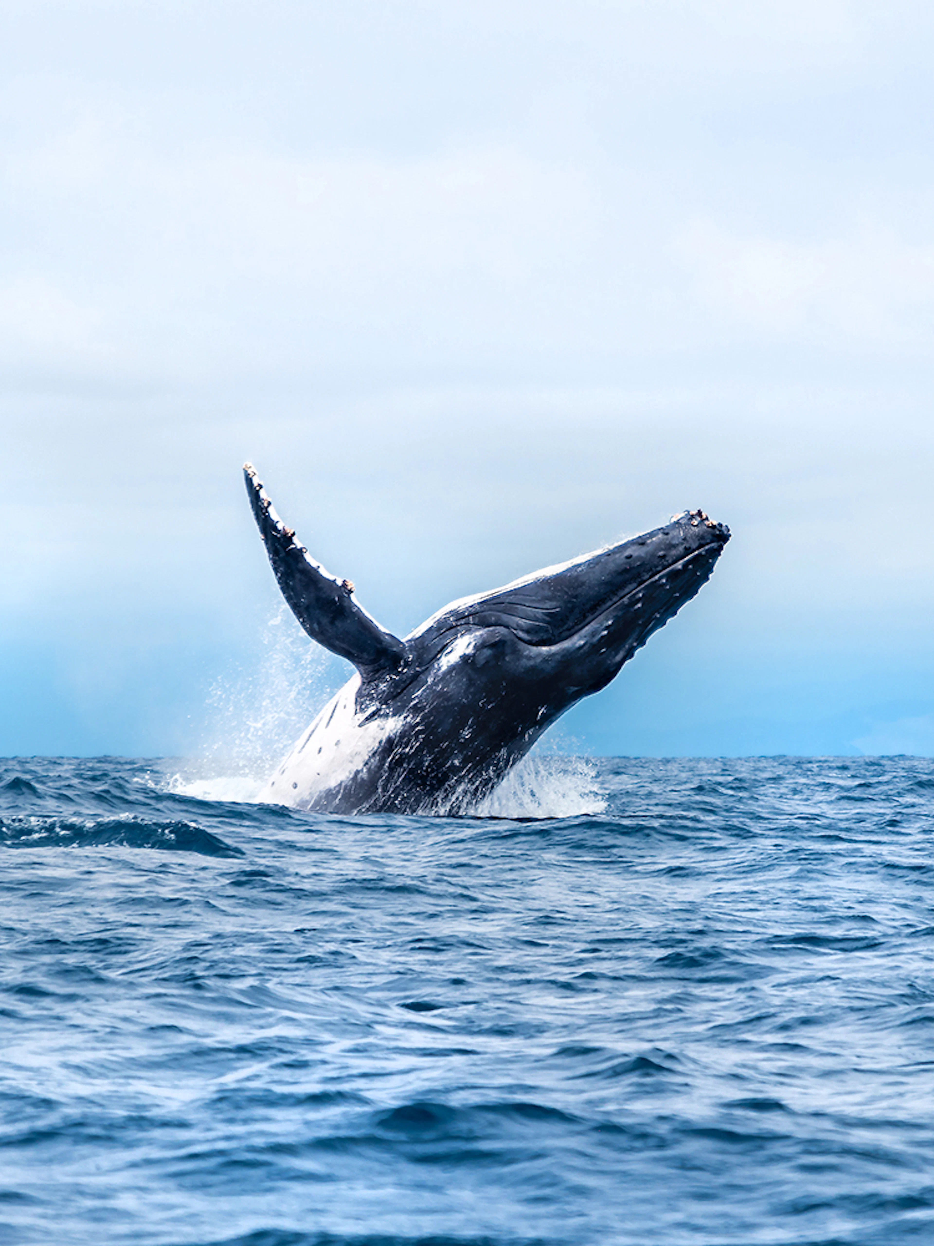Humpback whale breaching during whale watching tour in Los Angeles.