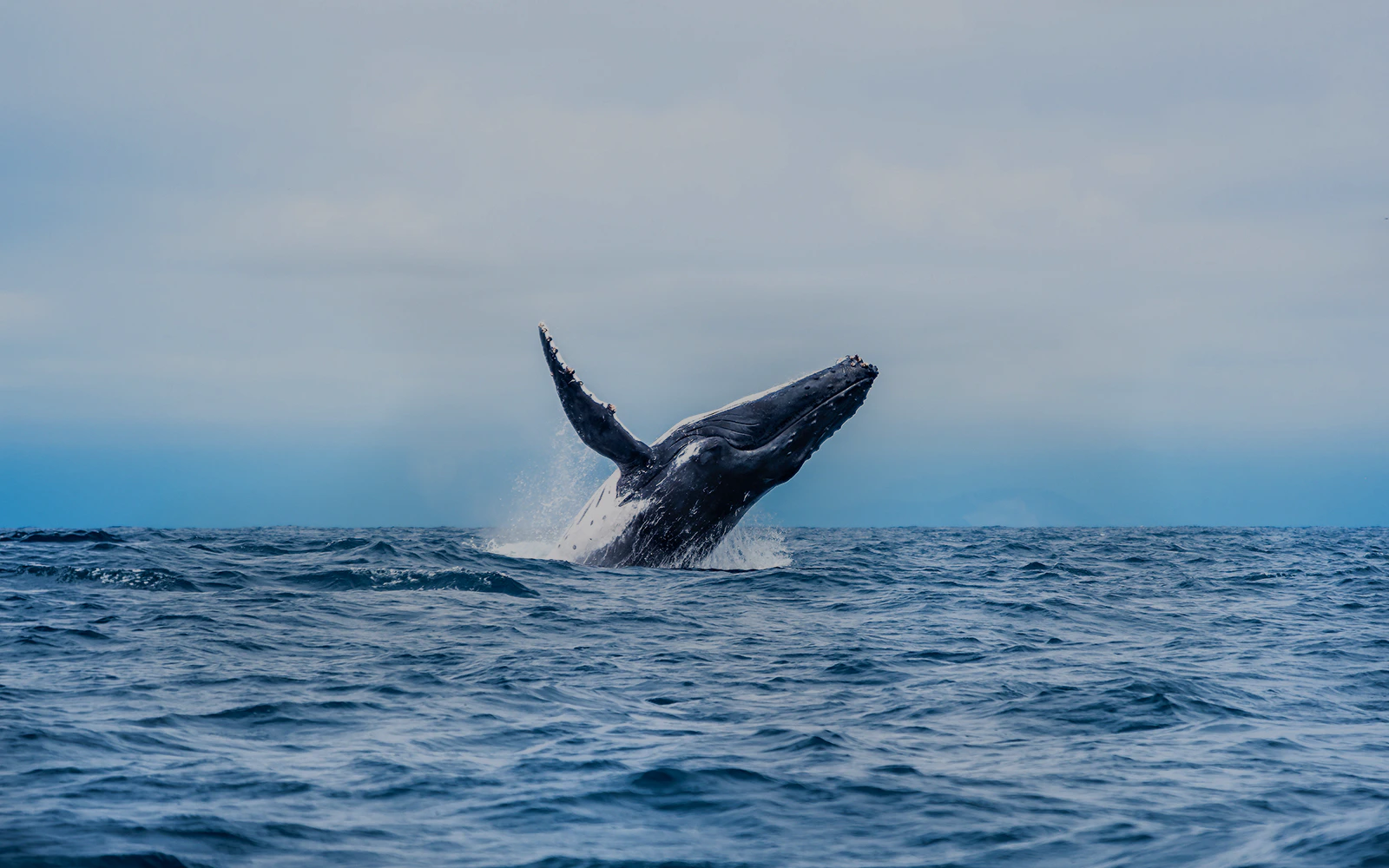 Humpback whale breaching during whale watching tour in Los Angeles.