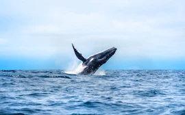 Avistamiento de ballenas