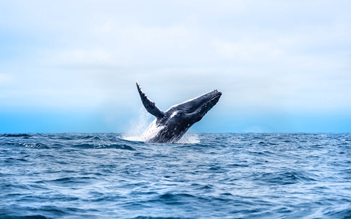 Humpback whale breaching during whale watching tour in Los Angeles.